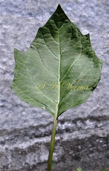  Leaf (Adaxial View)